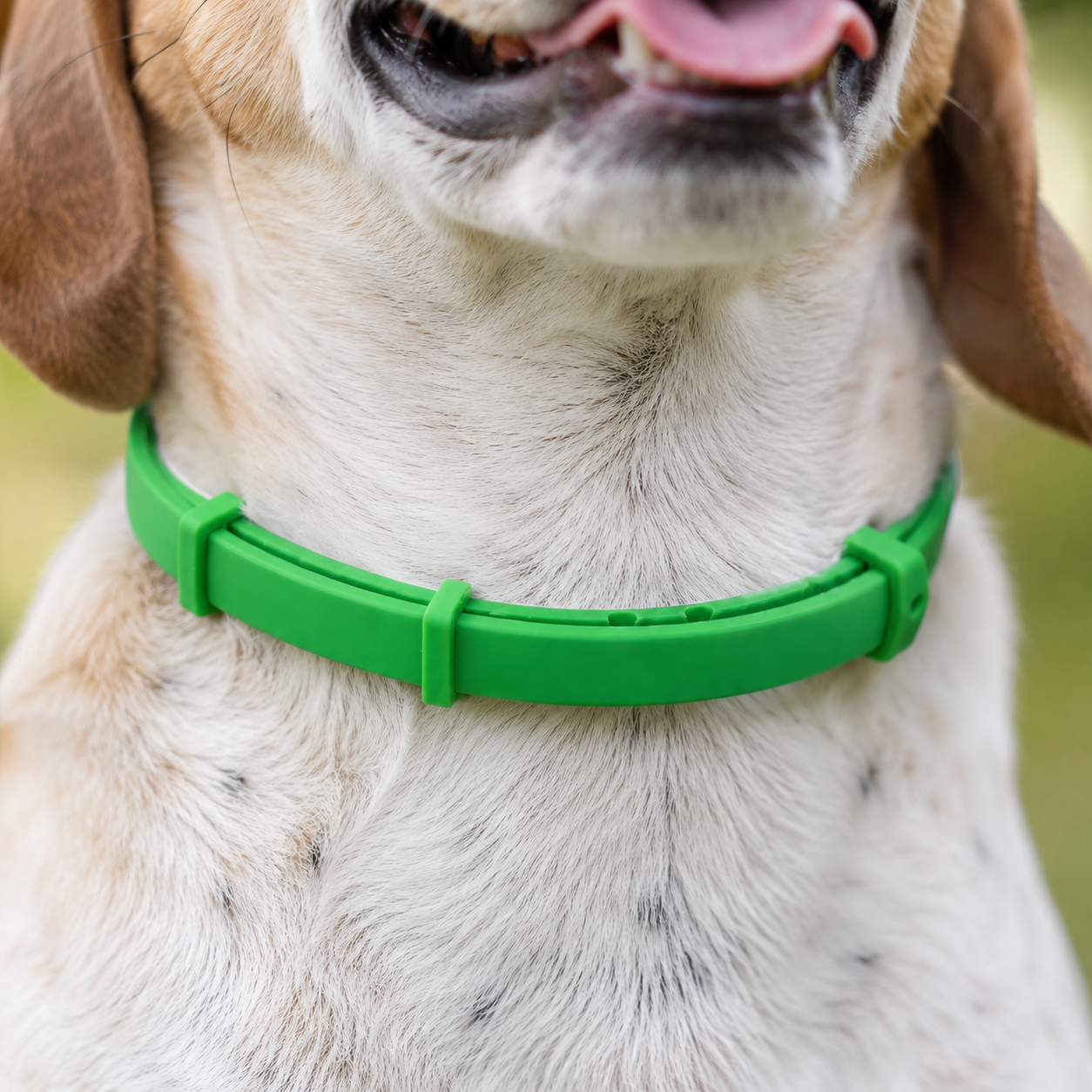 SafePaws™ Flea & Tick Collar — 8 months