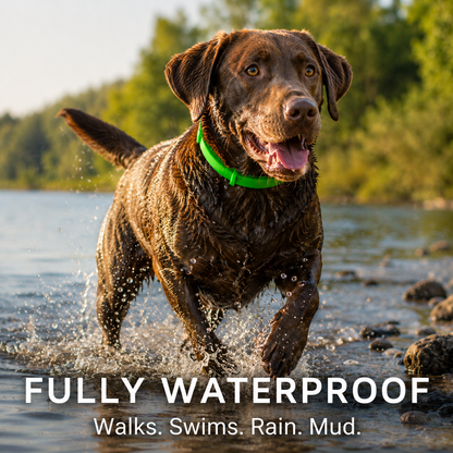 SafePaws™ Flea & Tick Collar — 8 months